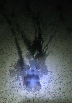 舞子エギングでアオリイカとケンサキイカの釣果