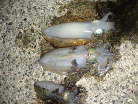 舞子エギングでアオリイカ5ハイ　スクスク育…