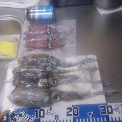 舞子エギングでアオリイカとケンサキイカの釣果