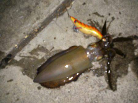 明石港　エギングでアオリイカなんとか3バイ…