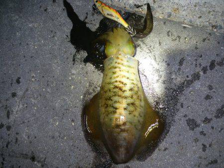 新浜漁港エギング　胴長17.5cmズッシリ…