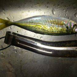 岩屋　アジング釣行はボトムで22cm