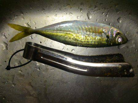 岩屋　アジング釣行はボトムで22cm