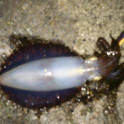 大蔵海岸エギングでアオリイカ　カンパリポイ…