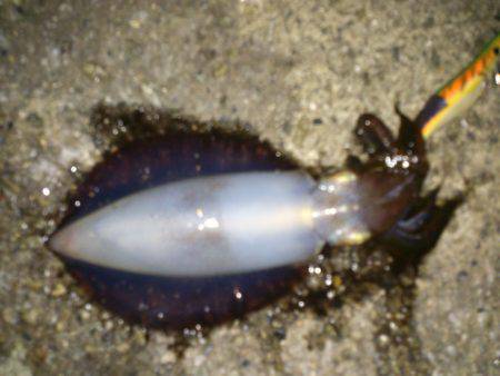 大蔵海岸エギングでアオリイカ　カンパリポイ…