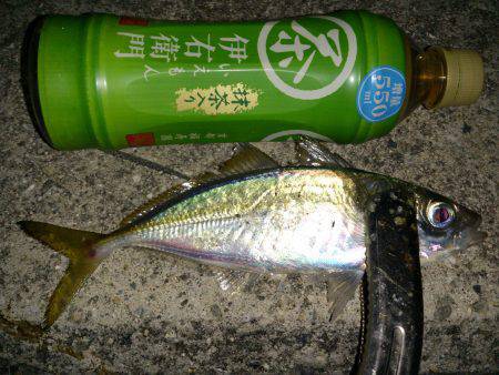 おのころ愛ランド周辺でアジング　20～24…