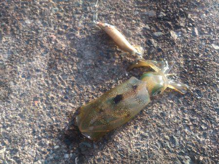 神子周辺エギング　1.5号と2号でアオリイ…