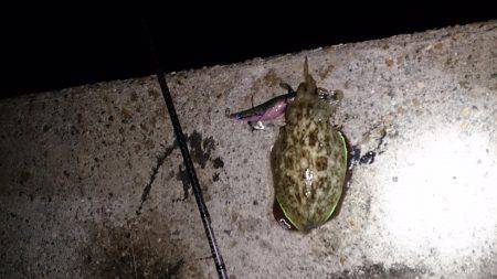 須磨　エギングでアオリイカ　ジアイを逃さず…