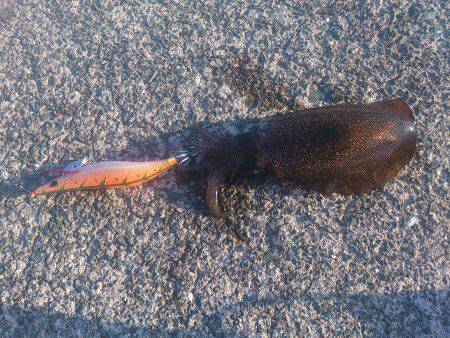 神子　エギングでのアオリイカ狙いもコロッケ…