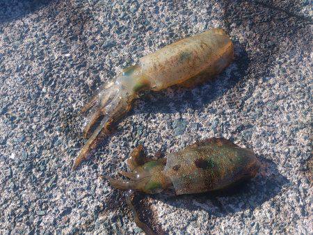 神子　10パイを目標にエギングでアオリイカ…