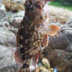 新宮周辺でガシリング　ナイスサイズが3匹釣…