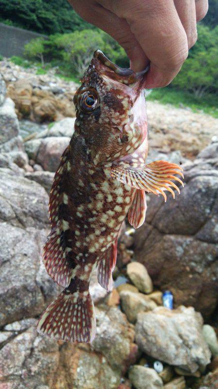 新宮周辺でガシリング　ナイスサイズが3匹釣…