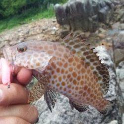 新宮周辺小雨降る中ガシリング！　オオモンハ…