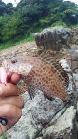 新宮周辺小雨降る中ガシリング！　オオモンハタ・ガシラの釣果