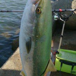 りんくう　のませでメジロ60cm！　生き餌の威力を見せつけられました…