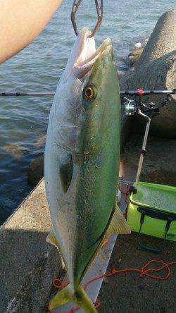 りんくう　のませでメジロ60cm！　生き餌の威力を見せつけられました…