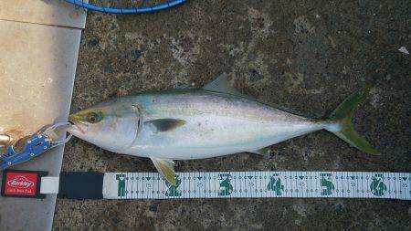 りんくう　のませでメジロ60cm！　生き餌…