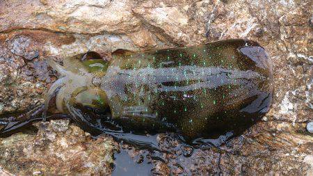 舞鶴・田井　朝マヅメ狙いでエギング＆ロック…