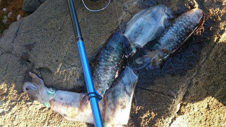 養老　夕マズメ＆朝マズメのエギング釣行