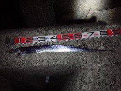 助松埠頭　仕事帰りのワインド釣行☆