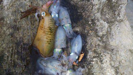 久美浜　エギングでアオリイカ27ハイ、ほと…