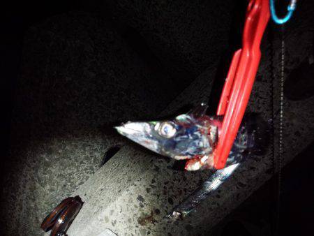 濱ノ瀬漁港タチウオ　エサでなんとか１匹、ワ…