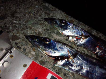 ワインドでのタチウオ釣果です