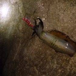 朝マヅメから夕マヅメまで香住～西へランガン…