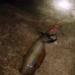 朝マヅメから夕マヅメまで香住～西へランガン☆アオリイカ27ハイ