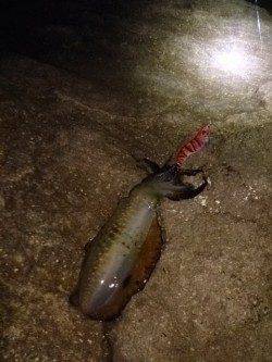 朝マヅメから夕マヅメまで香住～西へランガン☆アオリイカ27ハイ