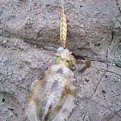 朝マヅメから夕マヅメまで香住～西へランガン☆アオリイカ27ハイ