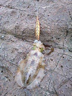 朝マヅメから夕マヅメまで香住～西へランガン☆アオリイカ27ハイ