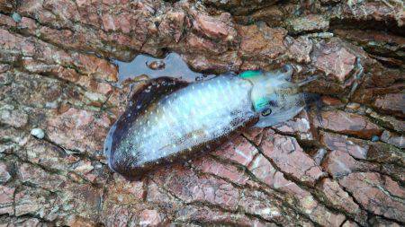 おおい・赤礁にてエギングでアオリイカ　濁り…