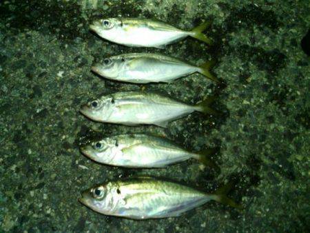 舞洲アジング　強風と潮止まりで釣りづらい中…