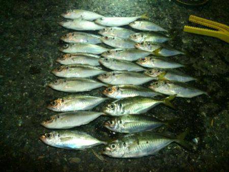 サイズもUPしてきてます！　大阪アジング開…