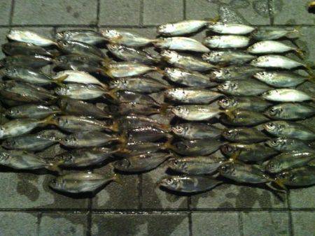 大阪南港周辺アジング　数か所ランガンして二…