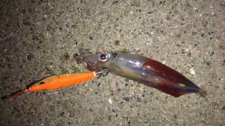 大蔵海岸エギングでアオリ・ケンサキ　足下の…