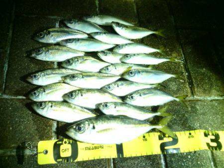 大阪南港アジング　1頭目から連続で５匹　中…