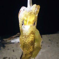 小浜にてエギングでアオリイカ2ハイ　強風のため1時間で納竿