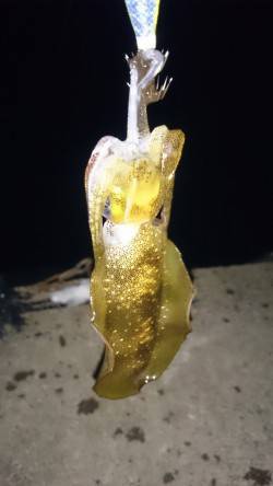 小浜にてエギングでアオリイカ2ハイ　強風の…