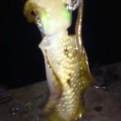 小浜にてエギングでアオリイカ2ハイ　強風のため1時間で納竿