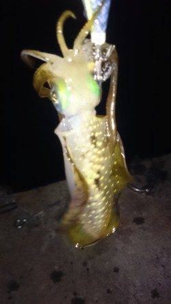 小浜にてエギングでアオリイカ2ハイ　強風のため1時間で納竿