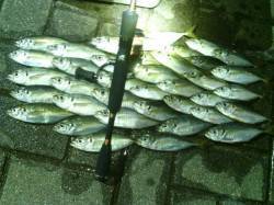 大阪南港　アジング釣行はアジ37尾＆サバ2尾の好釣果