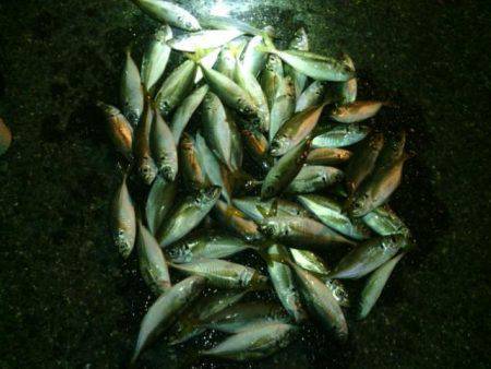 大阪南港アジング　ほとんどが中層でのヒット…