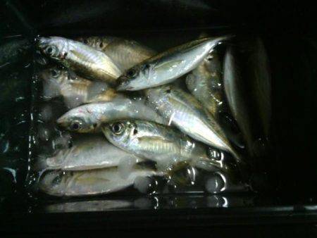 大阪南港アジングランガン　潮が動いてる時が…