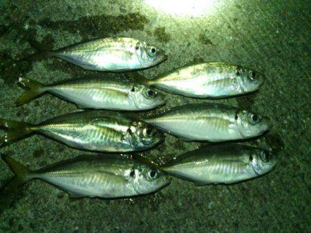 大阪南港アジング　潮周り悪いせいかランガン…