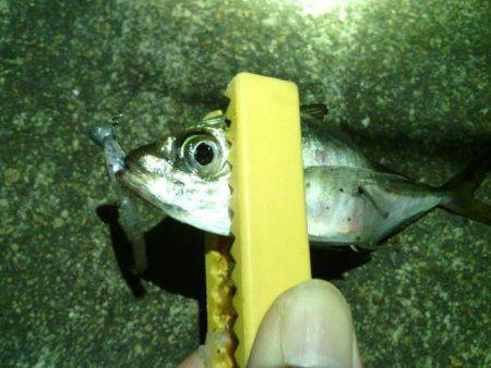 大阪南港　アジングでレギュラーサイズのアジ…