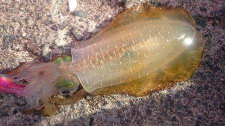 小浜　エギングでアオリイカとコウイカ　順調…