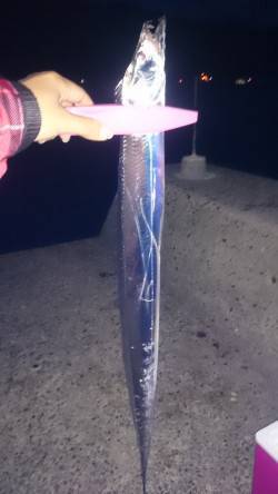 千歳周辺にてタチウオワインド　釣り上げ1本…