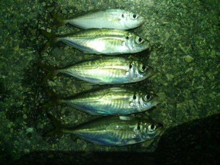 大阪南港周辺を3カ所移動してアジング